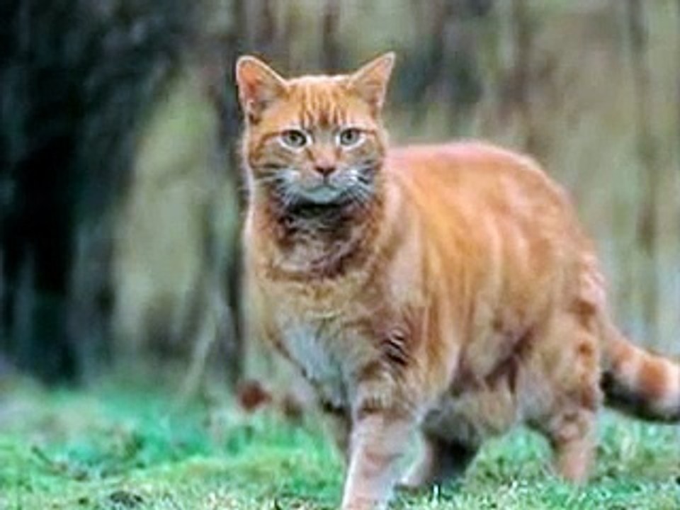 Warrior cats voice actors needed!!!