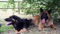 Notfall-Hunde Sally und Sultan aus Tossa-vermittelt