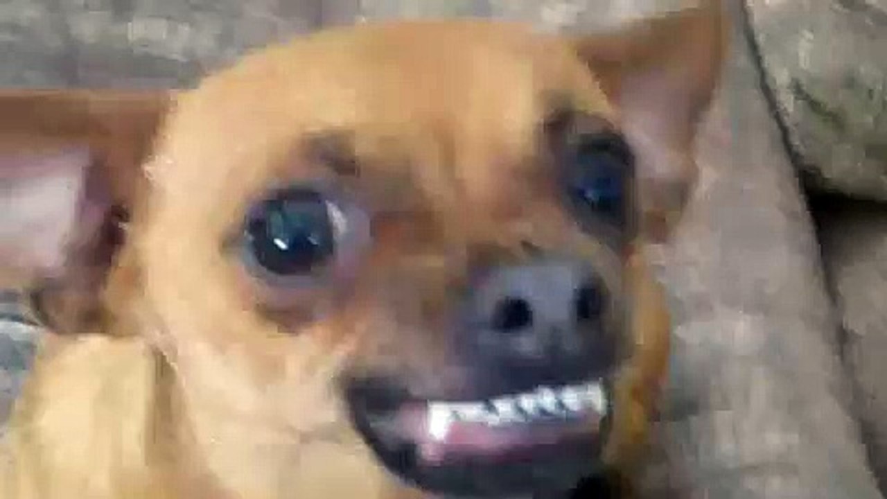 evil chihuahua