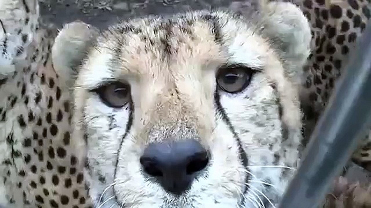 Cheetah Laughing