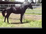 SOLD ! black purebred Shagya-Arabian and half Arabian stallion, KB Sharif Fahim