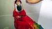 Premier Parrots - Scarlet Macaw AS1 (Semi-Tame)
