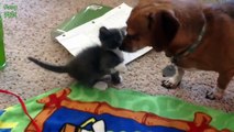 Dogs Meeting Kittens for the First Time Compilation 2014 [NEW HD]
