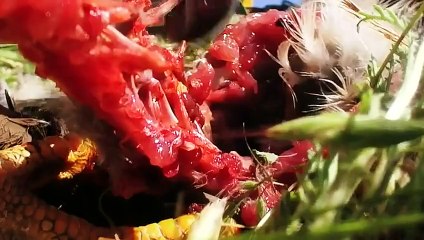 Hayatın Hızı: Doğu Afrika'nın Avcıları