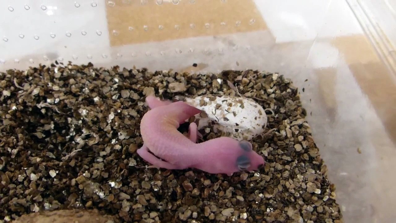 Baby Gecko Hatching From It's Egg - Wet & very pink!