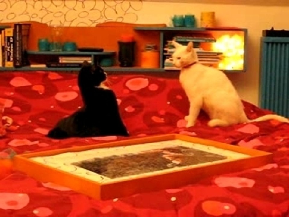 Baston d'chats