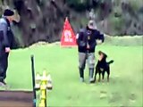 Nerina femmina di rottweiler in Addestramento- Addestramento cani - Allevamento cinofilo amatoriale