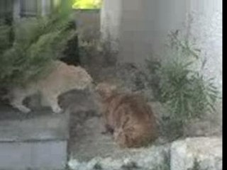 Baston de regards entre chats