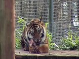 Sumatran & Amur Tigers - South Lakes Wild Animal Park