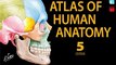 Fitness Book Review: Atlas of Human Anatomy (Netter Basic Science) by Frank H. Netter