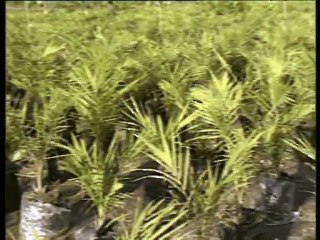 Shabbir Ibne Adil, PTV, News Report: oil palm cultivation (2001)