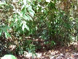 Angkor Thom - Preah Palilay