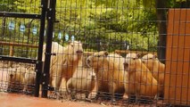 10頭のカピバラ「小屋に帰るよ」 (10 capybaras return to the hut.)