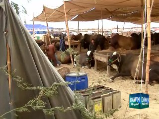 Maweshi Mandi in Karachi