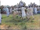 Ox (Bull)  Race at Rawat, Islamabad (Organized by Ch. Intikhab) Pt -5 Uploaded by: Ishtiaq Aziz