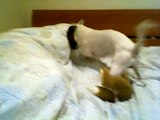 jack russell terrier named max going NUTS!!! HILARIOUS!!! funny dog~