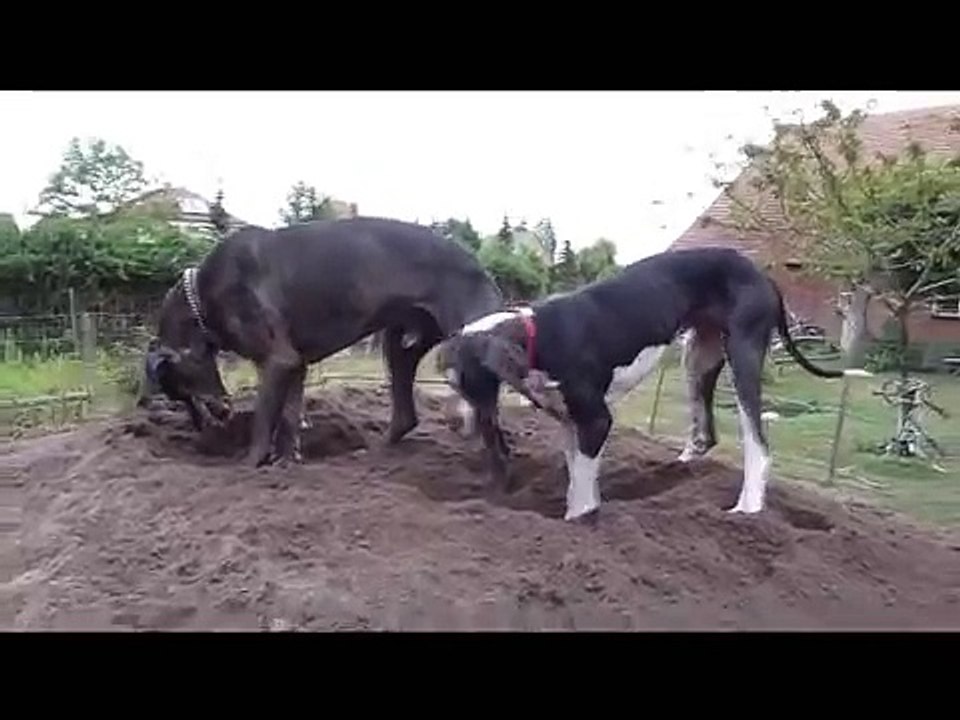 Deutsche Doggen Lisa und Max