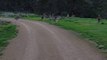 Cyclist meets horde of Kangaroos during Bike Ride in Australia - hawkstone park