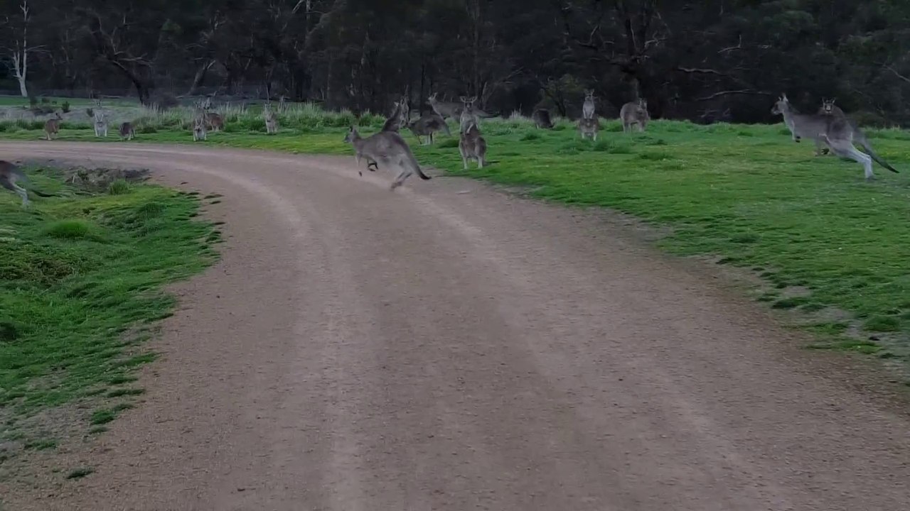 Cycliste nez-à-nez avec des dizaines de kangourous... pas très rassurant!