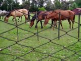 Los caballos que tiran agua @ Las llamas de paternal