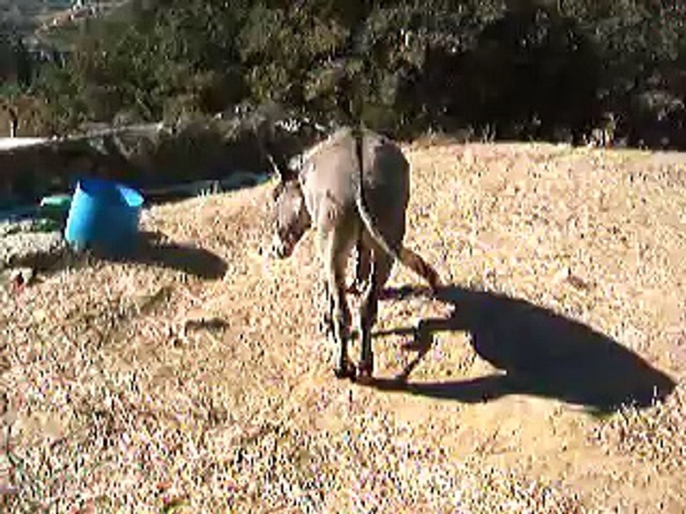 tormented donkey