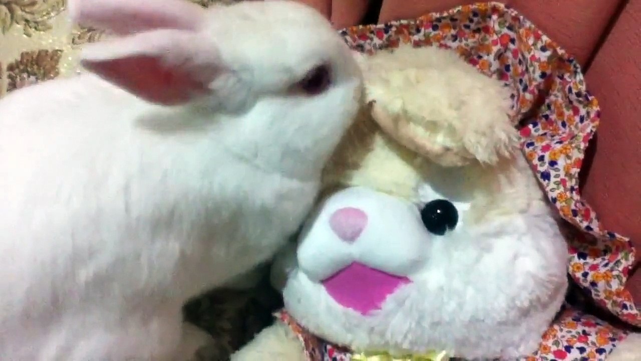 Yuki - Bunny PlayDoll