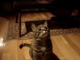 CAT TRICKS - smidgie does tricks
