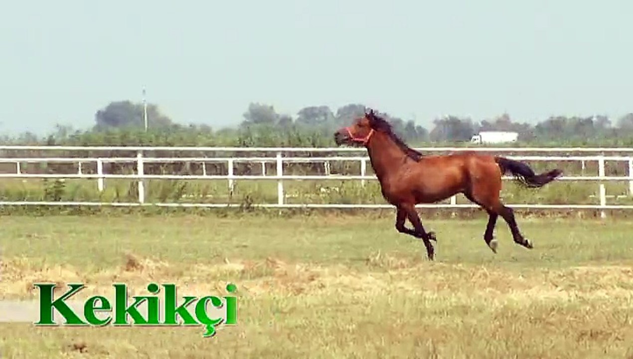 KEKİKÇİ