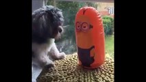 Dog VS Minion : minions always win!