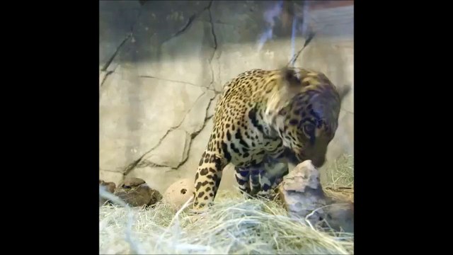 Une maman guépard et son petit, nouvelles stars du Zoo