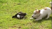 Who knows who your best friend--by Funny Videos Collection