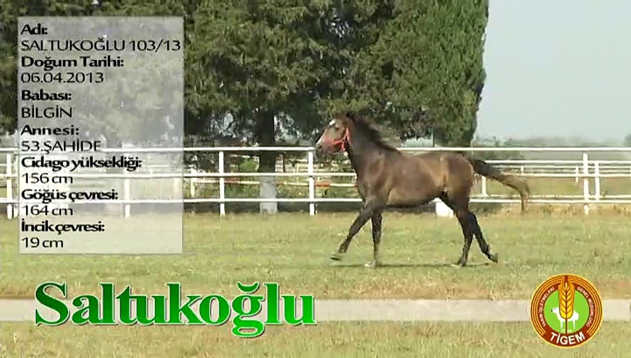 SALTUKOĞLU
