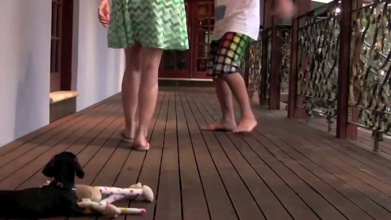 Un chiot teckel protège sa maîtresse