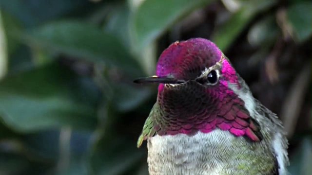 Saviez-vous que les oiseaux-mouches mâles ressemblaient à ceci en gros plan ?