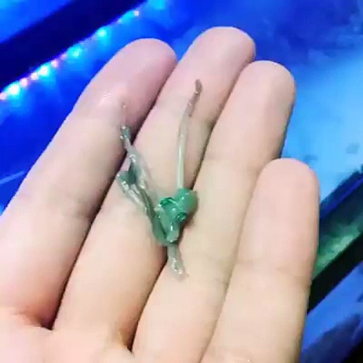 Little & cute star fish
