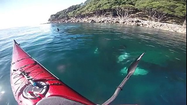 Des épaulards sauvages surprennent un kayakeur, qui leur fait alors totalement confiance.
