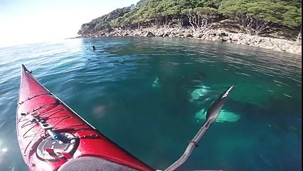 Des épaulards sauvages surprennent un kayakeur, qui leur fait alors totalement confiance.