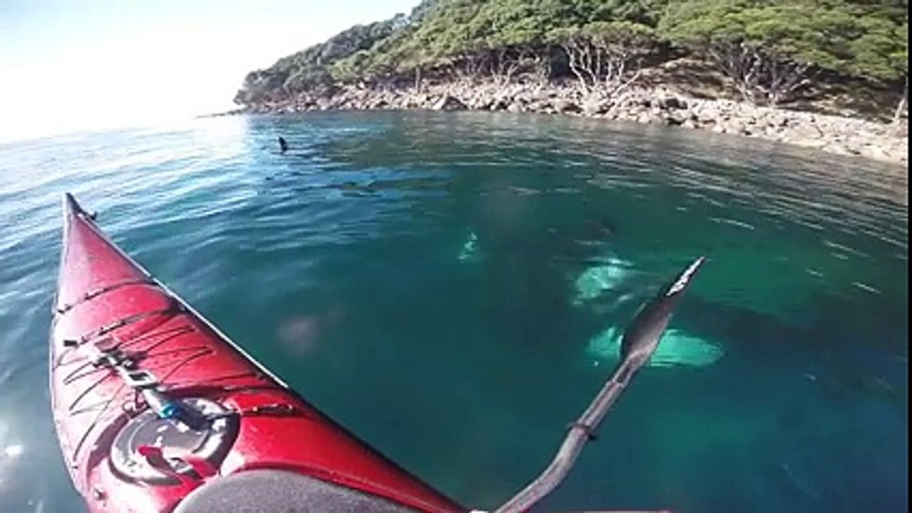Des épaulards sauvages surprennent un kayakeur, qui leur fait alors totalement confiance.