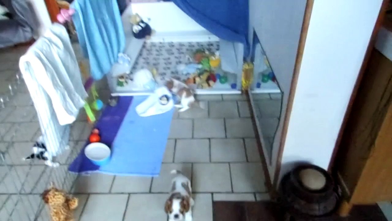 BÉBÉS DE LA VERTE ALBION 25 08  2015 voila a toute la maison pour sorti avec les grand HYMA SUMACmaman   -IDRIJA