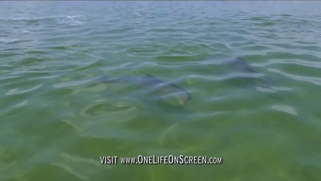 L'incroyable technique de pêche des dauphins