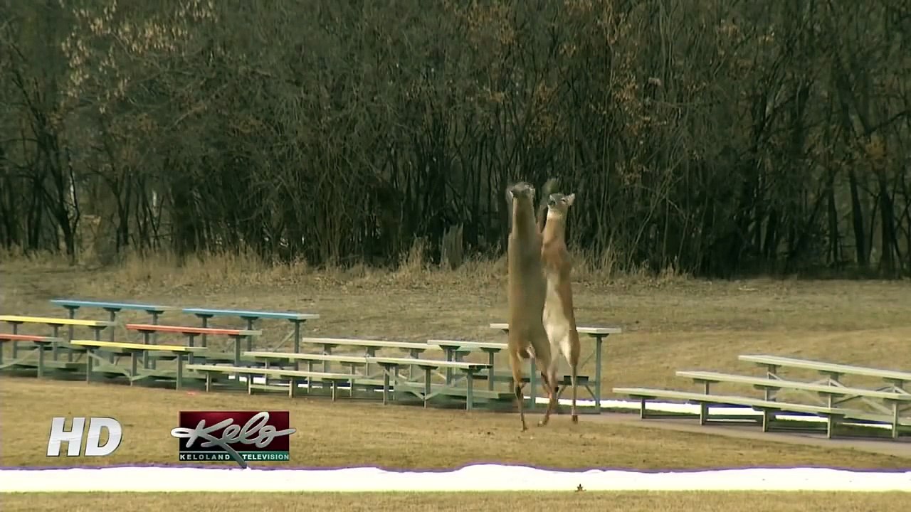 Ever seen deer fight like this
