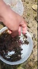 -طريقة جمع الدود لصيد السمك من الشاطئ--
