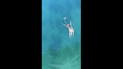 Hungry octopus chases crab around Sydney harbour