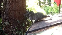 Mama raccoon teaches baby to climb tree