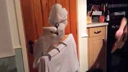 Cette cacatoès adore Elvis, l'autre... Pas tellement