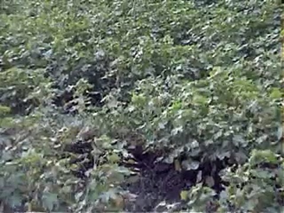 sanghar cotton
