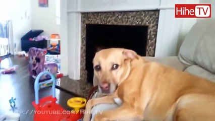 Cute Dogs and Cats Love Babies Compilation Best Funny 2015