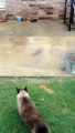 Epic cat trap door fail... Smartest cat ever!