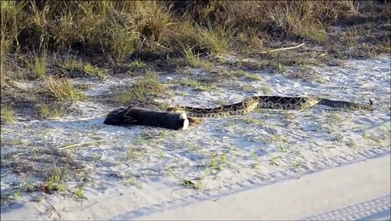 Python Attack Rabbit (HD) must see