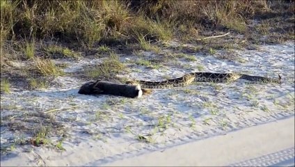 Python Attack Rabbit (HD) must see